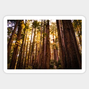 Sunshine shining through redwoods Sticker